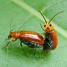 Insects mating