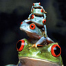 Stack of Frogs